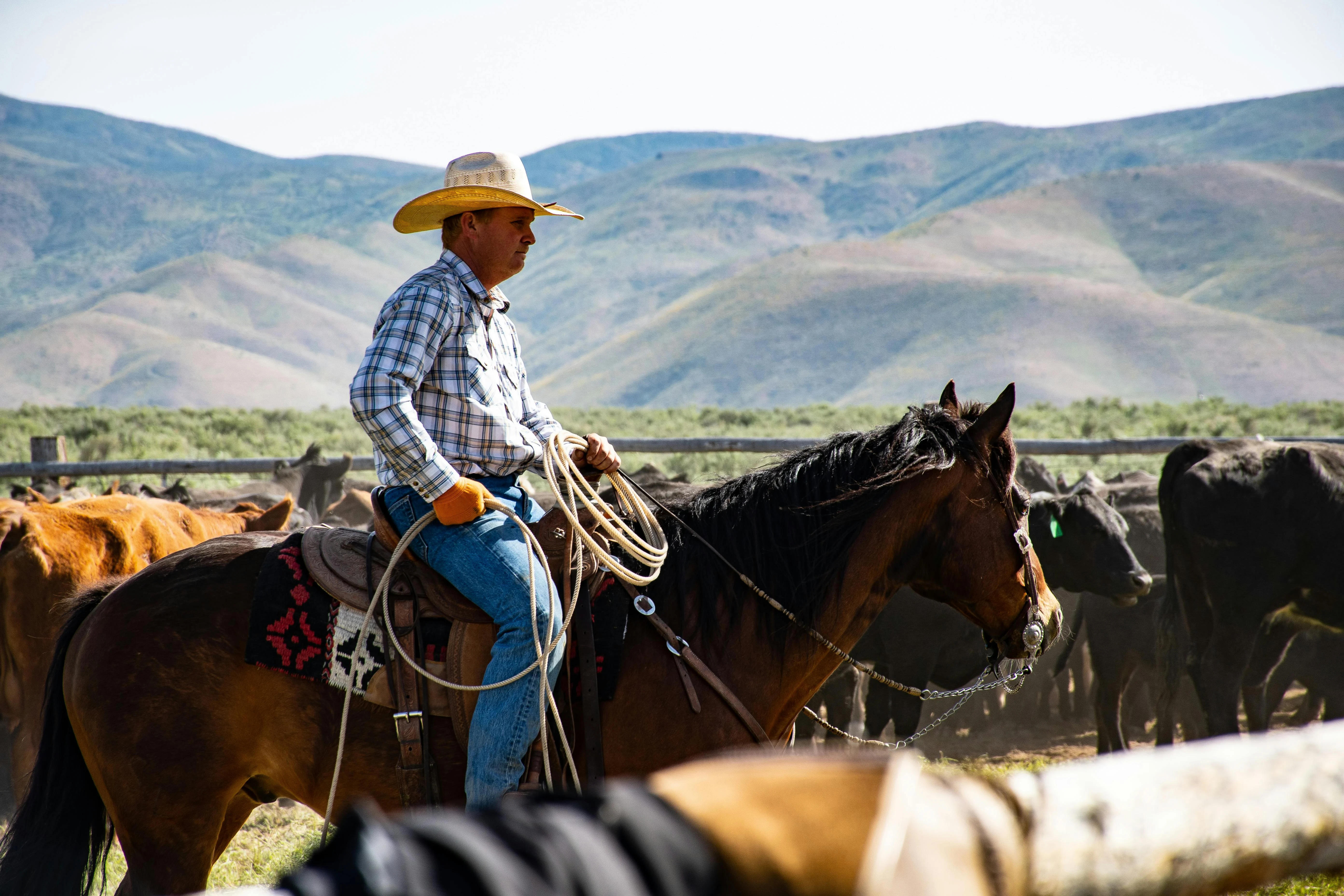   Cowboy hat